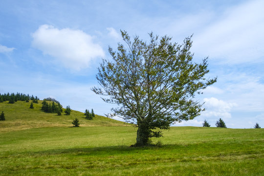 Tree on the mountain pasture. © dejank1
