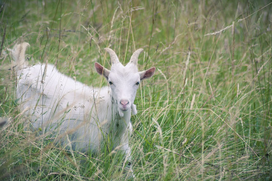 Goats on mountain pastures.