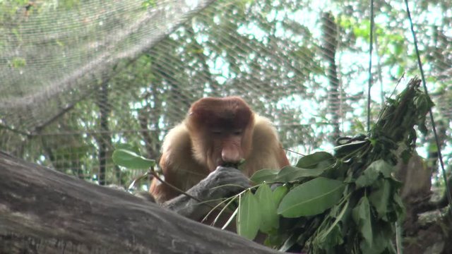 4k, The proboscis monkey is eating in a tree of the , known as the long-nosed monkey (Nasalis larvatus) that is endemic to the southeast Asian island of Borneo-Dan