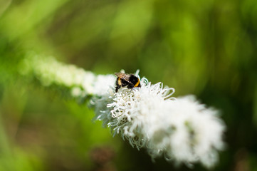 kwiat w słońcu bokeh © Marcin