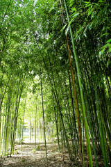 Ramas con hojas de cañas de bambú en el parque