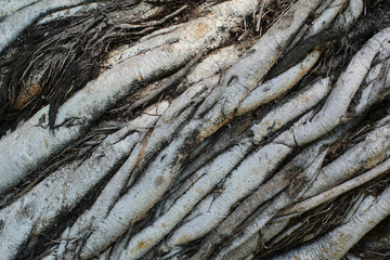 root tree background