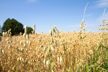 Field of oat