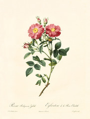 Old illustration of Rosa rubiginosa zabeth. Created by P. R. Redoute, published on Les Roses, Imp. Firmin Didot, Paris, 1817-24