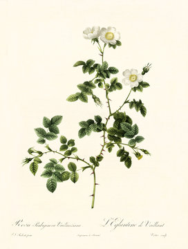 Old illustration of Rosa rubiginosa vaillantiana. Created by P. R. Redoute, published on Les Roses, Imp. Firmin Didot, Paris, 1817-24