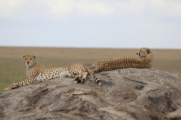 Guépards du Serengeti