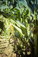 Corn growing on a field
