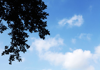 branche et ciel bleu