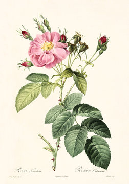Old illustration of Rosa tomentosa. Created by P. R. Redoute, published on Les Roses, Imp. Firmin Didot, Paris, 1817-24