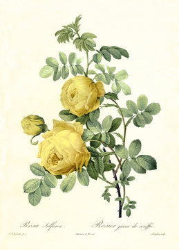 Yellow Sulphur Rose Old illustration of (Rosa hemisphaerica). Created by P. R. Redoute, published on Les Roses, Imp. Firmin Didot, Paris, 1817-24