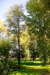 Fototapeta na wymiar Árboles y arbustos en el jardín del parque forestal