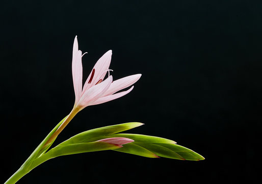 Kaffir lily