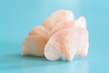 Pleurotus djamor mushrooms grow on blue background