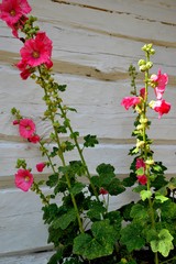 Mallow flowers growing against a white rural wall