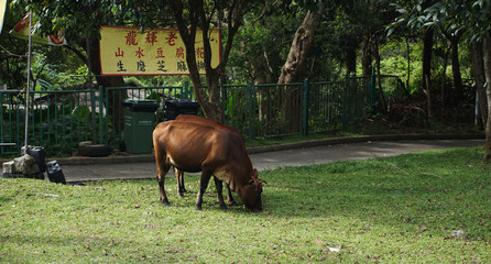 Naklejka premium Crow in Lantau island
