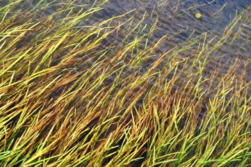 grüne Wasserpflanzen unter der Wasseroberfläche