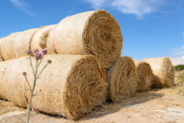 Sie Getreideernte ist in vollem Gange