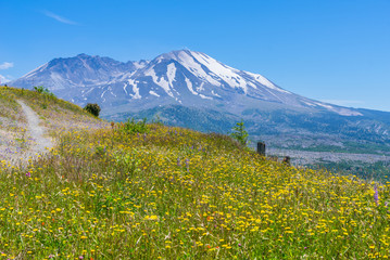 Fototapeta na wymiar The breathtaking views of the volcano. Amazing valley of flowers. Hummocks Trail. Mount St Helens National Park, South Cascades in Washington State, USA