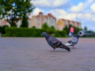 Pigeons on the sidewalk