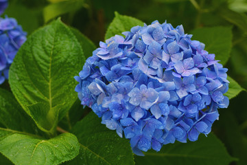 青い紫陽花vol-1