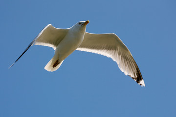 Seagull captured in flight on a blue sky