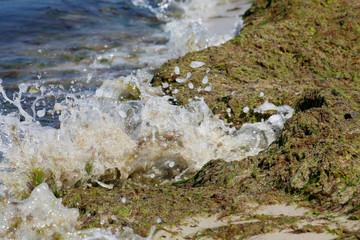 Seaweed on the shoreline of the Baltic Sea