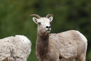 Obraz premium Mouflon