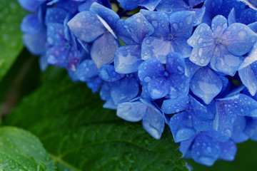 青い紫陽花vol-2