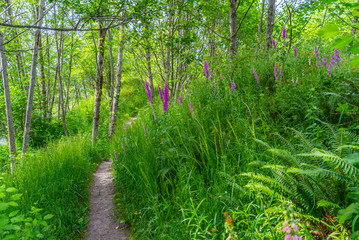 Beautiful green forest. Hummocks Trail. Mount St Helens National Park, South Cascades in Washington...