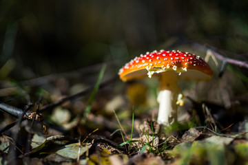 muchomor w liściach © Marcin