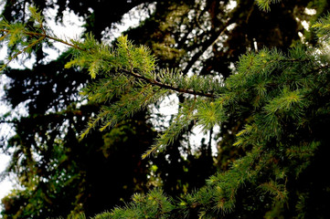 Ramas de árbol pino con hojas en el jardín del parque