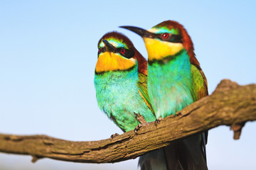 couple of beautiful lovers