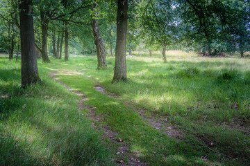 Obraz premium Follow the path