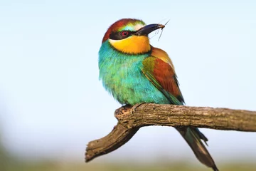 Zelfklevend Fotobehang bird that destroys pests © drakuliren