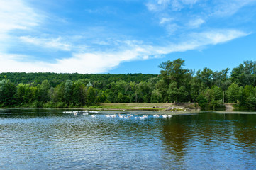 Fototapeta premium Beautiful view of the river. On the banks of a green forest.