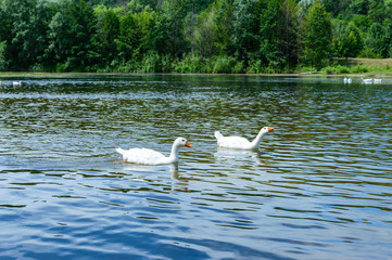 Two white geese swimming on the water. Beautiful view of the river and forest.