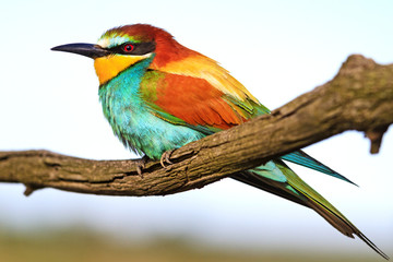 Obraz premium Color palette at the bird's feast