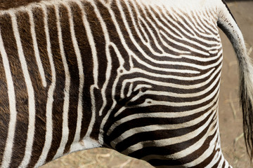 Fototapeta na wymiar Pattern of zebra skin useful for background