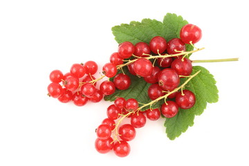 fresh red currant fruits isolated on a white background