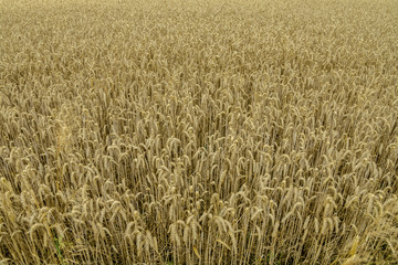 Cereal field of wheat