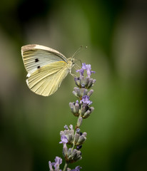 Small cabbage white butterfly