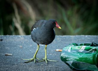 Common moorhen in the city