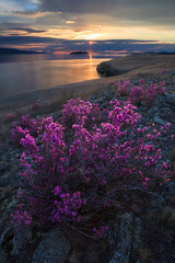 Blooming pink flowers of rhododendron on sunrise background in spring morning at lake Baikal coast