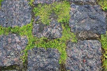 Moss on the walkway