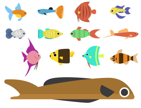 Exotic tropical fish race different breed colors underwater ocean species aquatic strain nature flat vector illustration.