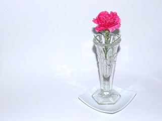 Flor de clavel rosa