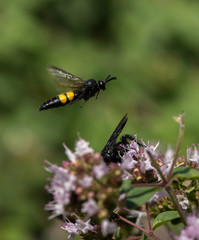Scolia male in flight