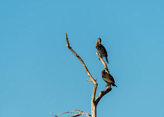 Two juvenile cormorants on a tree