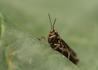 Grasshopper sitting on a large leaf