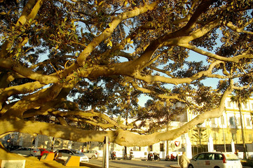 tronco de arbol ficus con raices en el parque de la Alameda en la capital de Cádiz, Andalucía. España